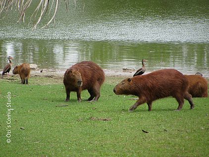 Capybaras oder auch Wasserratten oder Wasserschweine sind die weltweit größten Nagetiere und halten sich immer in der Nähe von Wasser auf.©Özi´s Comix Studio