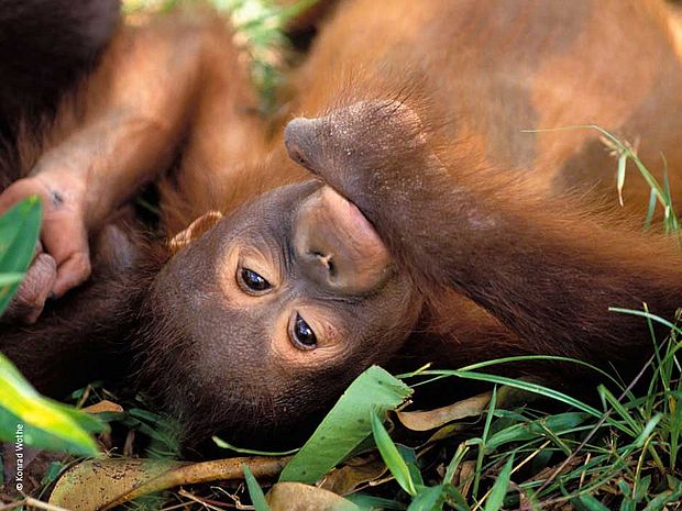 Lebensraum für den Orang-Utan. Verzicht auf Palmölprodukte. ©Konrad Wothe