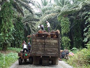 Plantagenarbeiter ernten die Fruchtstämme der Ölpalmen. Lange gepflasterte Zufahrtswege ziehen sich durch die Plantage hindurch. ©OroVerde - Anna Hömberg