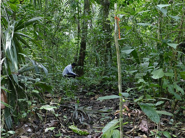 In der Sierra del Lacandón in der Selva Maya werden Wälder wieder aufgeforstet