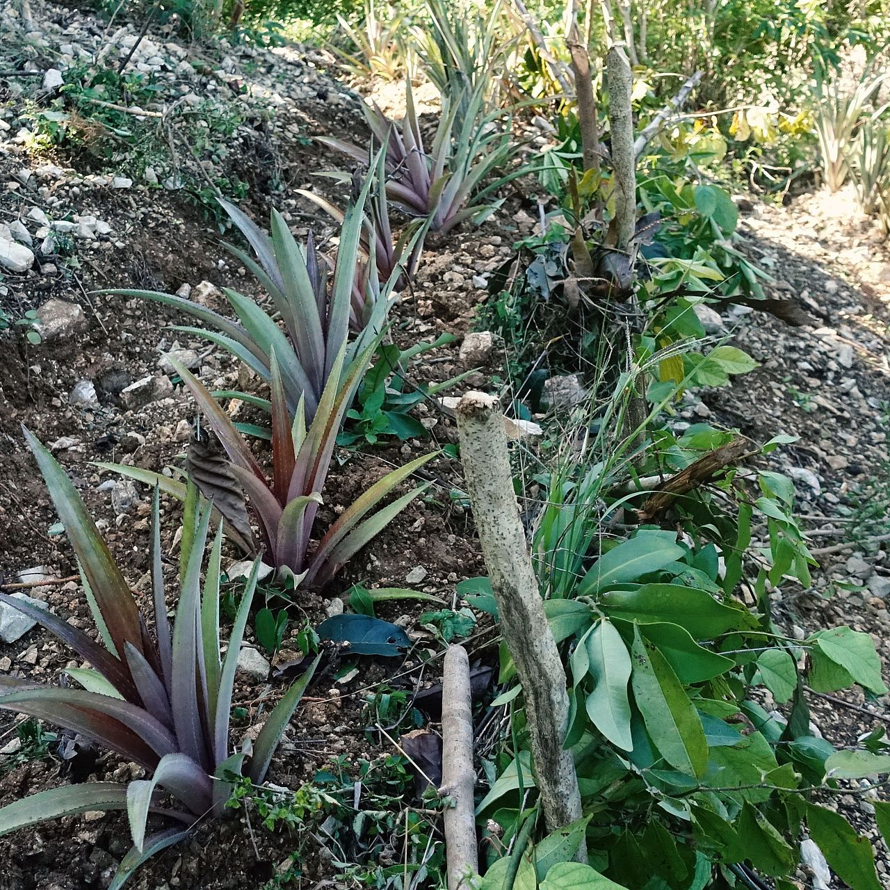 Ananas-Hecke ©OroVerde - I. Naendrup Naturnahe Lösungen mit lebenden Hecken