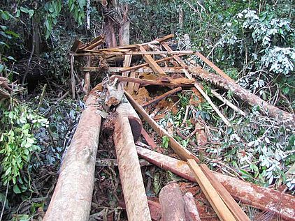 Gegen illegales Tropenholz versucht die EU bereits vorzugehen. © OroVerde