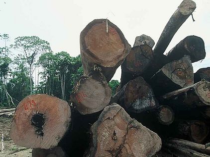 Tropenholz wird auch illegal gewonnen. Illegales Holz in Indonesien. ©Konrad Wothe  