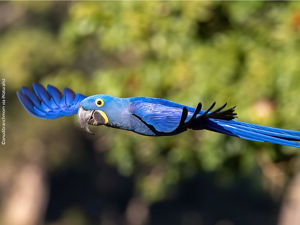 Ein strahlend blauer Hyazinthara fliegt mit ausgebreiteten Flügeln von rechts nach links durch das Bild.