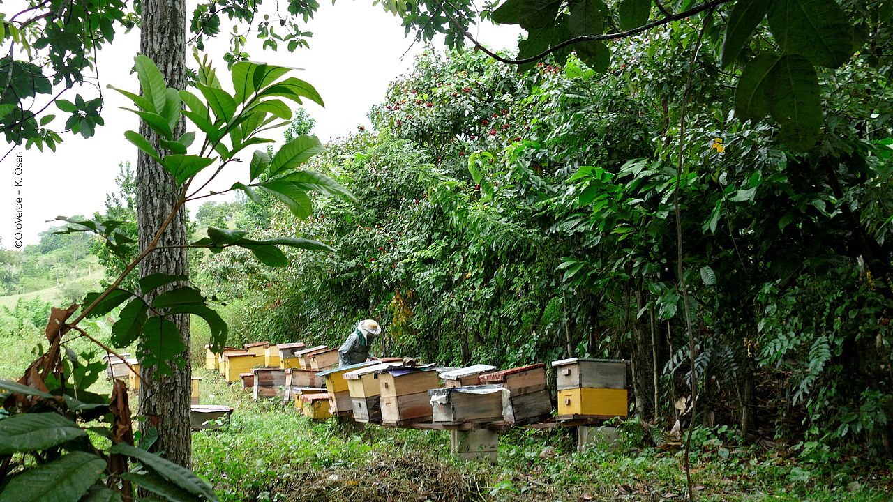 Bienenstöcke im Klimawald