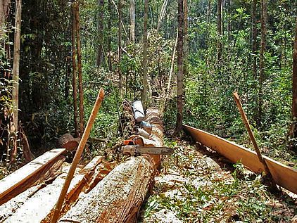 Tropenholz und der Regenwald: Illegaler Holzeinschlag mit Kettensägen © Beckert