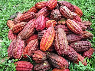 Hinterm Tellerrand beginnt die Welt: Kakaofrüchte © Brigitte Binder