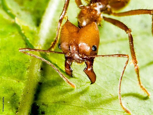 Ameisen gibt es in vielen Lebensräumen der Erde ©Konrad Wothe 