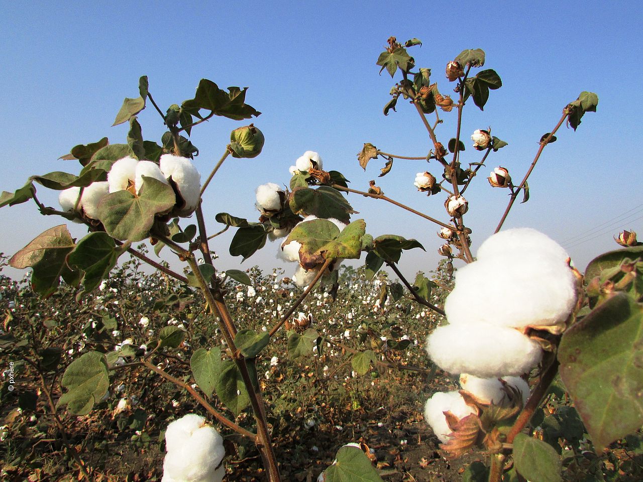 Baumwolle besteht zu 90 Prozent aus Cellulose