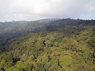 Regenwald helfen: Tropenwald in Guatemala © OroVerde