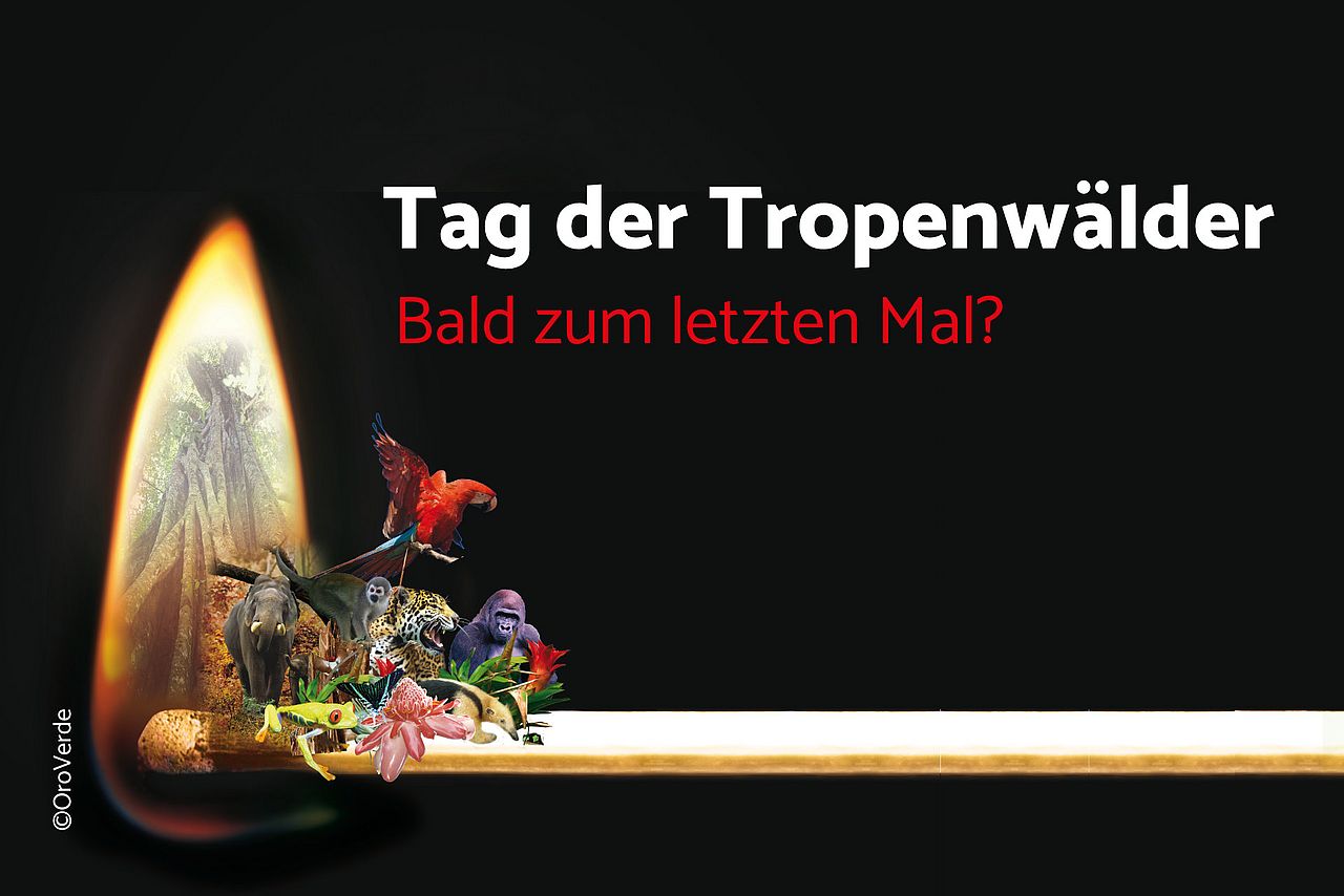 Tag der Tropenwälder 2021- noch Grund zur Hoffnung?