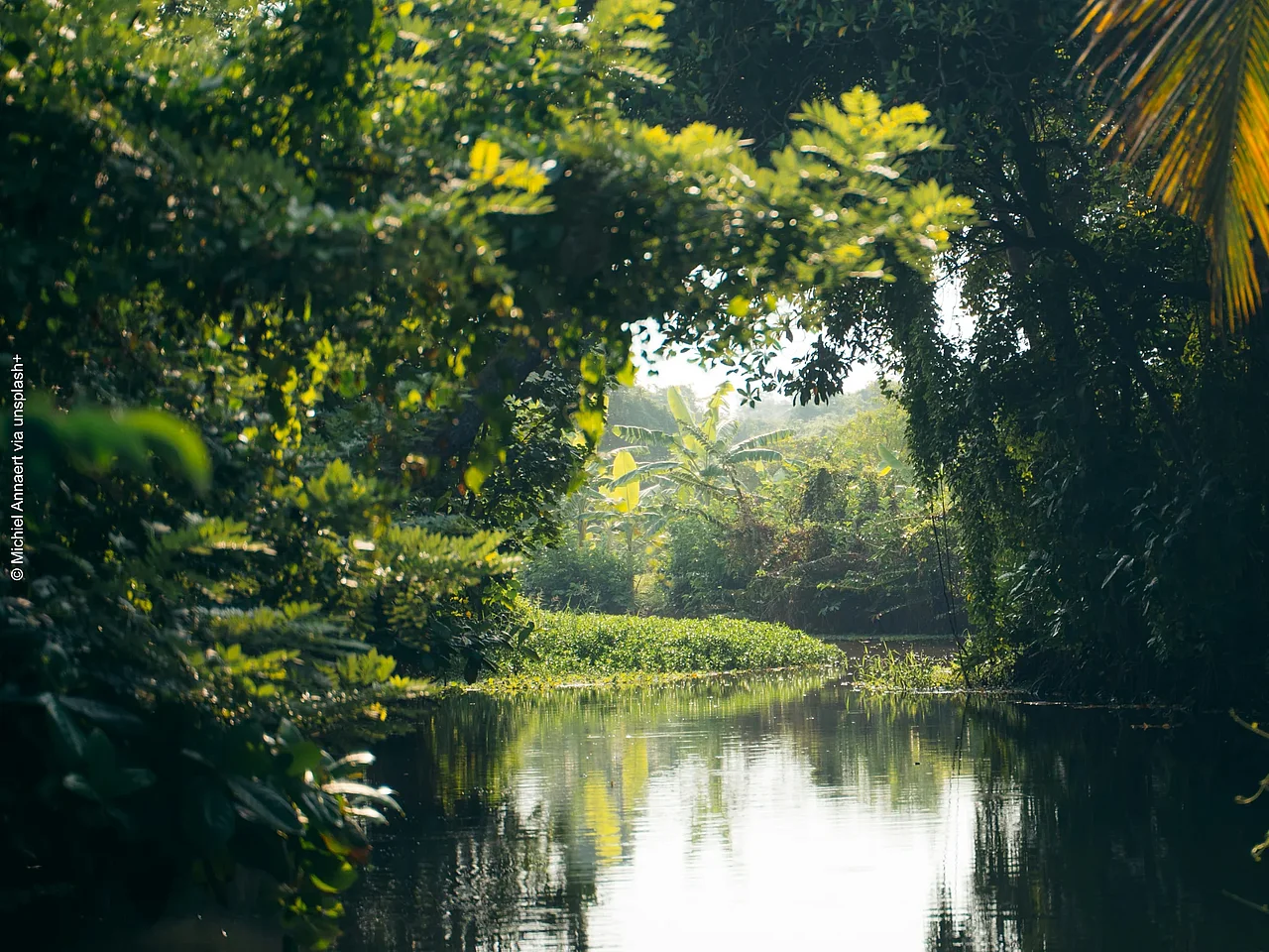 Ein unscharfer Baumtunnel über einen Fluss, in der Ferne ein Palme und das Ufer im Fokus.
