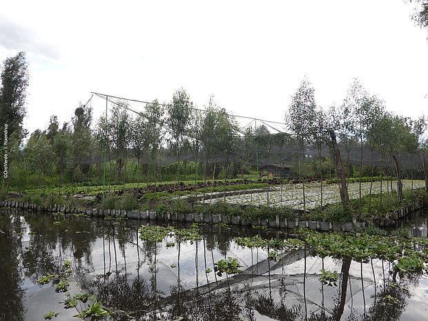 Chinampas – schwimmende Gärten im Projektgebiet in Mexiko 