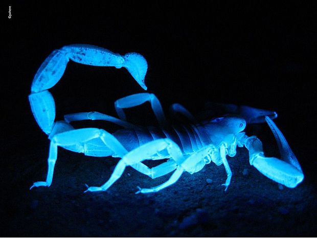 Skorpione können leuchten ©pxhere