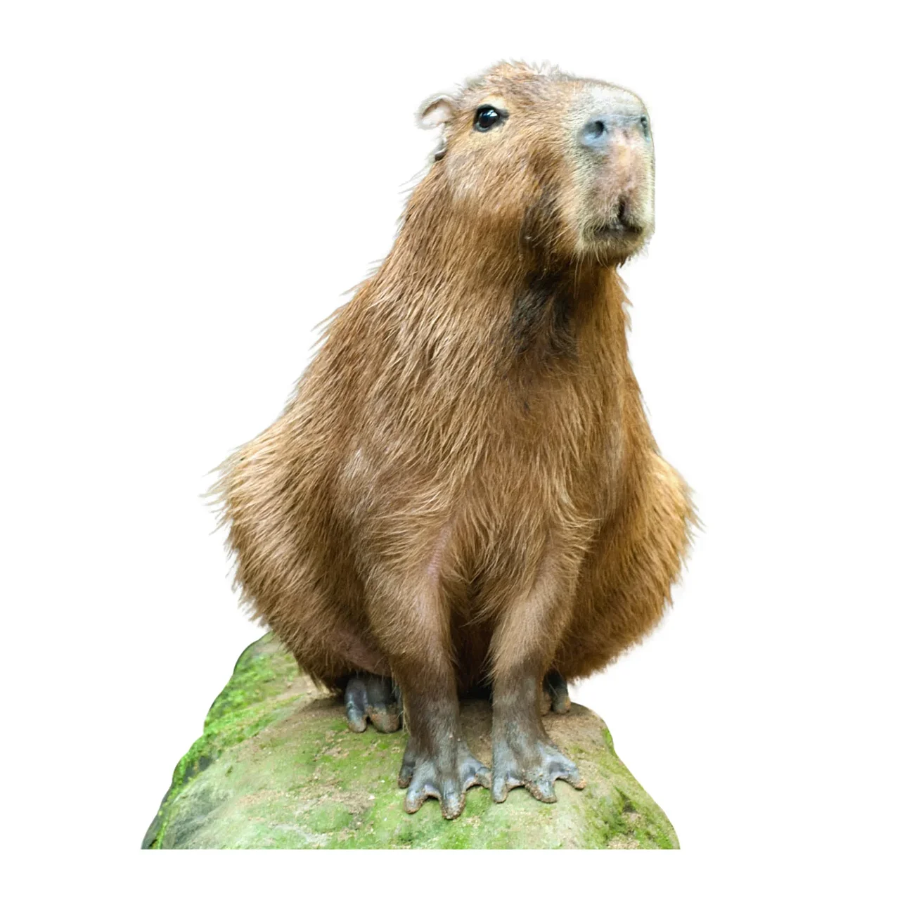 Capybara freigestellt © Canva Capybara auf einem Felsen