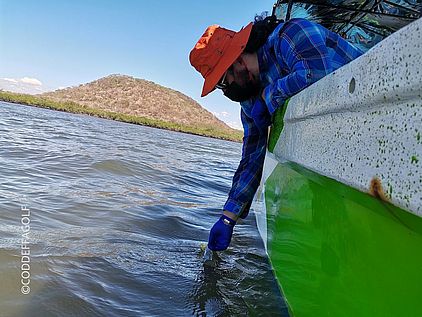  Im Mangroven-Gebiet im Golf von Fonseca werden Wasserproben entnommen um die Wasserqualität zu analysieren. © CODDEFFAGOLF