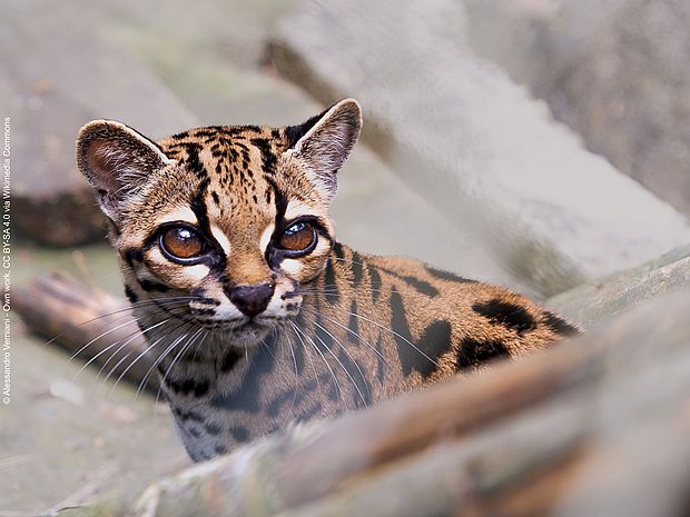 Das Gesicht der Leopardus tilcayo