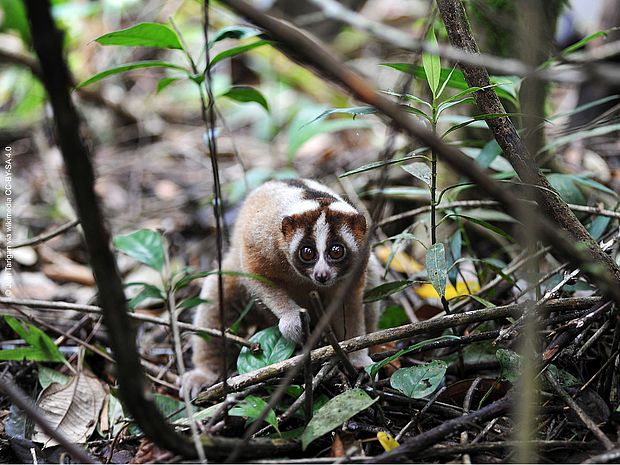 Ein etwa katzengroßes Tier mit großen Kulleraugen und kleinen Ohren streicht durch das Unterholz des Regenwaldes. Es ist ein Plumplori.