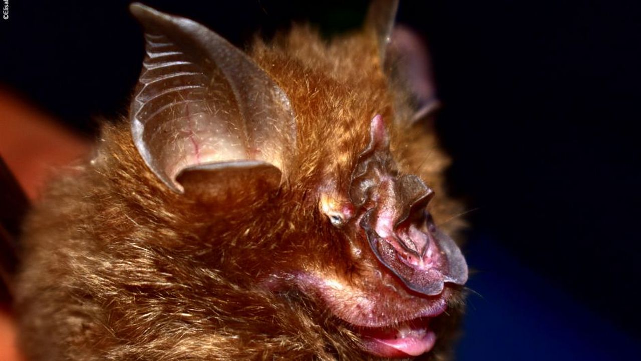 Fledermäuse im Himalaya: rhinolophus pearsonii ©Elisabeth Kalko Stiftung