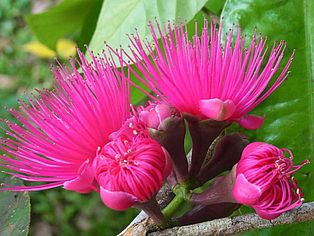  Im Regenwald von Venezuela finden sich zahlreiche Blüten ©Diana Rode