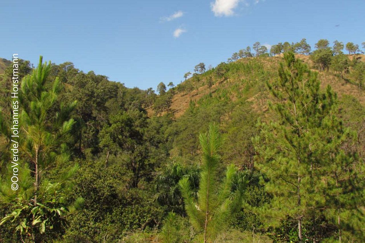 Neu gepflanzte Bäume, wie die Karibische Kiefern in der Sierra de Neiba bei Juan Santiago (Dominikanische Republik), stabilisieren die Hänge, verringern Bodenerosion und verhindern Erdrutsche. ©OroVerde/Johannes Horstmann