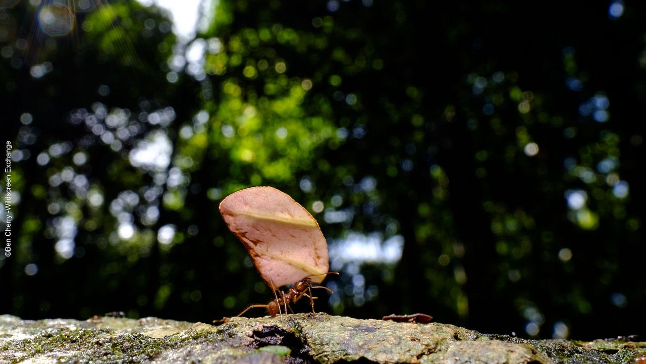 Blattschneiderameise im Regenwald ©Ben Cherry - Wildscreen Exchange