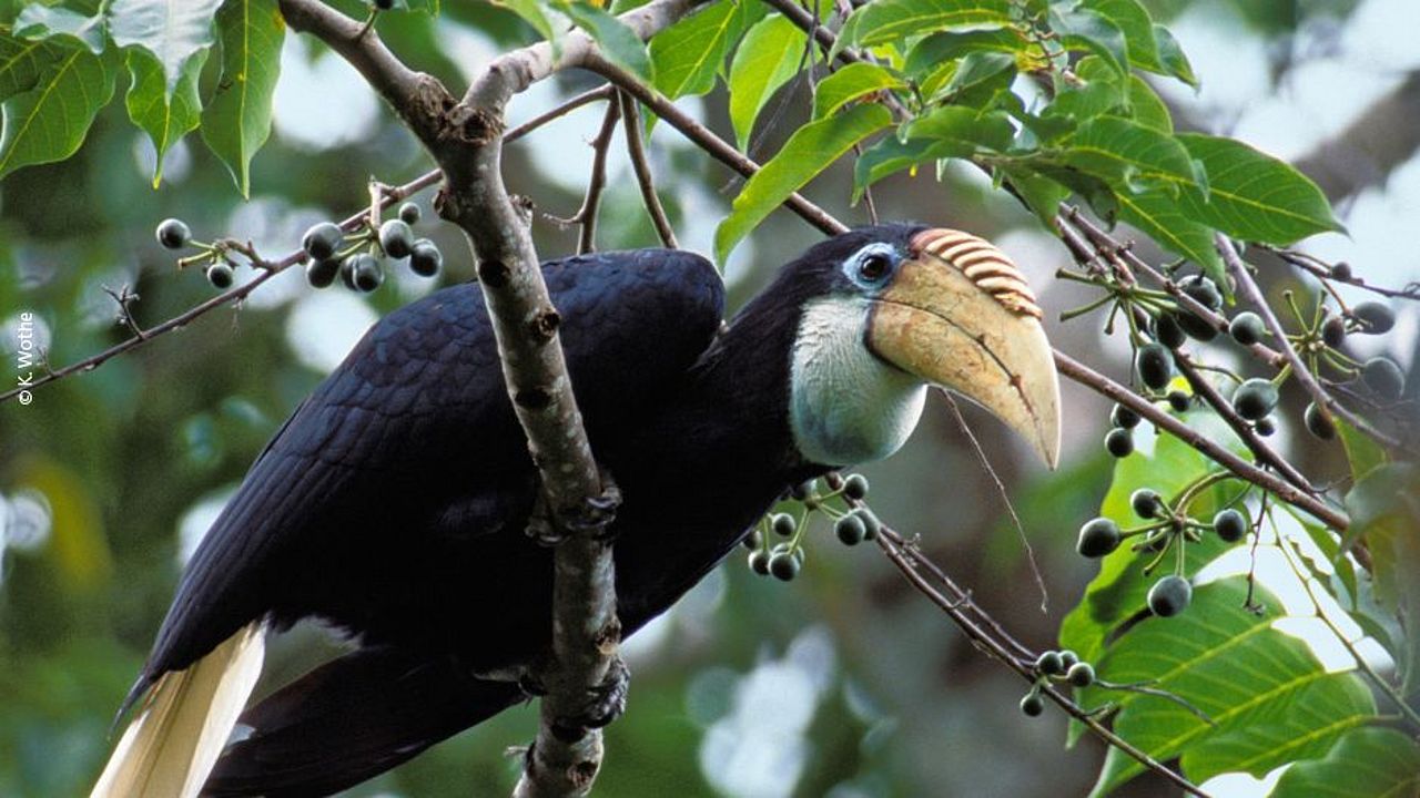 Wünschen Sie sich Artenreichtum: Dieser Papuahornvogel lebt in den Regenwäldern im Osten von Indonesien. ©K. Wothe