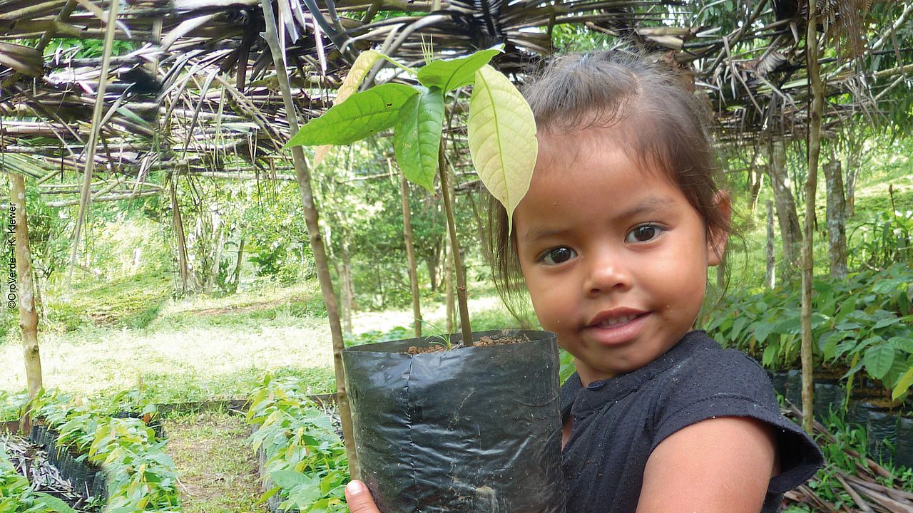 Kakao-Setzling in Guatemala