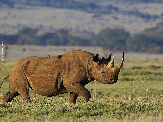 Ein Spitzmaulnashorn in einer Graslandschaft ©Martin Harvey - Wildscreen Exchange