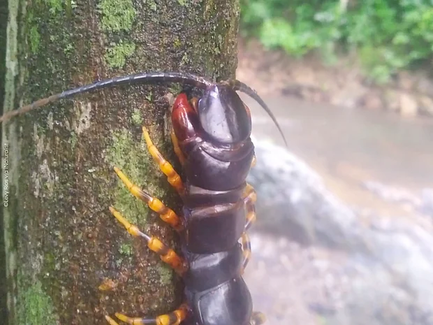 Ein dunkelroter Risenhunderfüßer klettert mit seinen gelb braun gestreiften Beinen einen Baum neben einem Fluss hinauf.