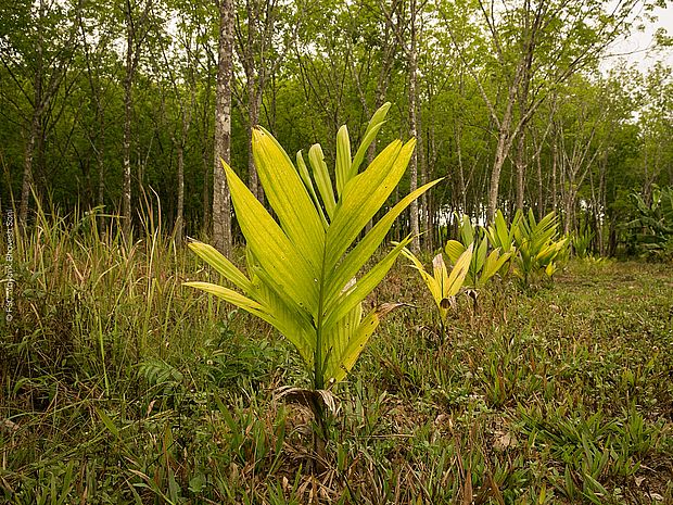 Zertifiziertes Holz aus den Tropen