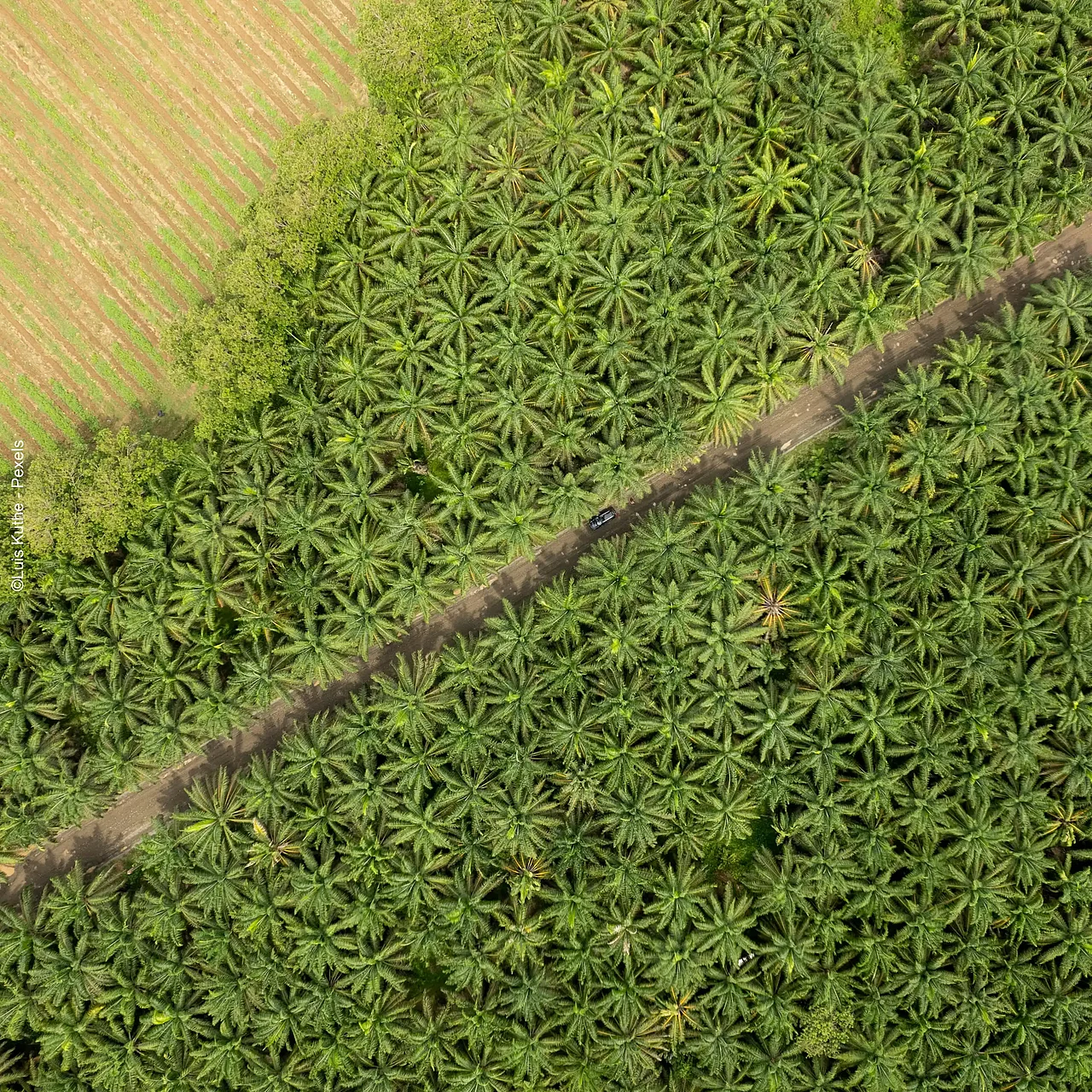 Palmöl-Plantagen ©Luis Kutze via Pexels