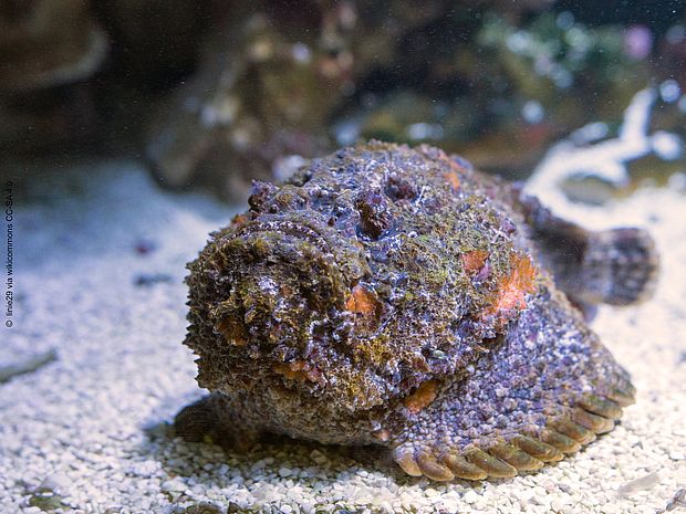 Ein Fisch auf Sand: Sein großer Kopf schau zu uns, seine Augen sitzen oben und beobachten das Wasser über ihm.