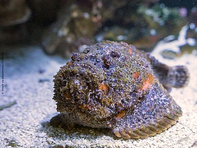 Steinfisch ©linie29 via wikimedia CC SA 4.0 Ein Fisch auf Sand: Sein großer Kopf schau zu uns, seine Augen sitzen oben und beobachten das Wasser über ihm.