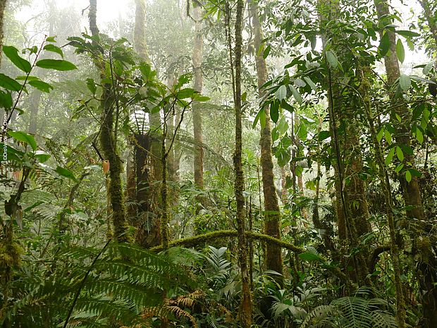 Ausschnitt des Regenwalds in Guatemala