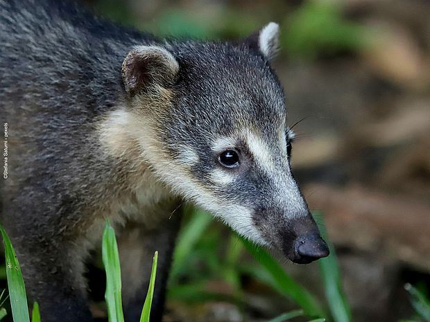 Weißrüssel-Nasenbär ©Stefania Saturni – pexels