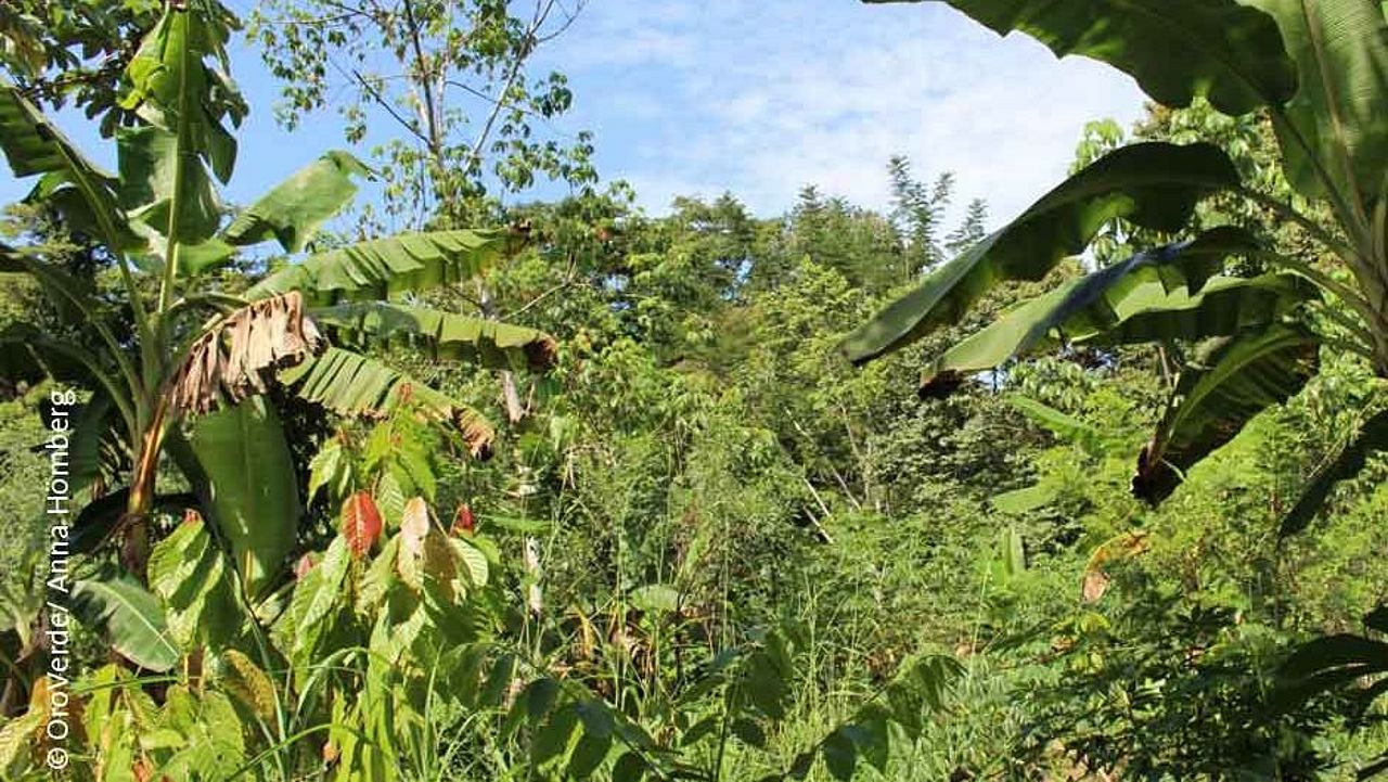 Agroforstsysteme schützen das Klima und die Biodiversität. ©OroVerde