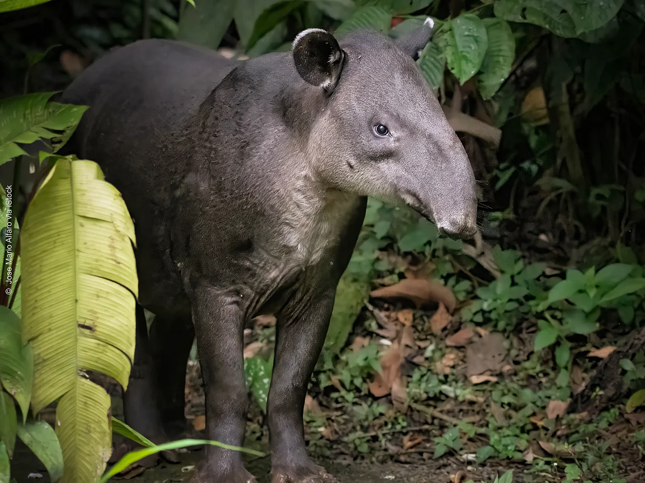 Nahaufnahme eines Baird's-Tapir verdeckt von tropischen Pflanzen