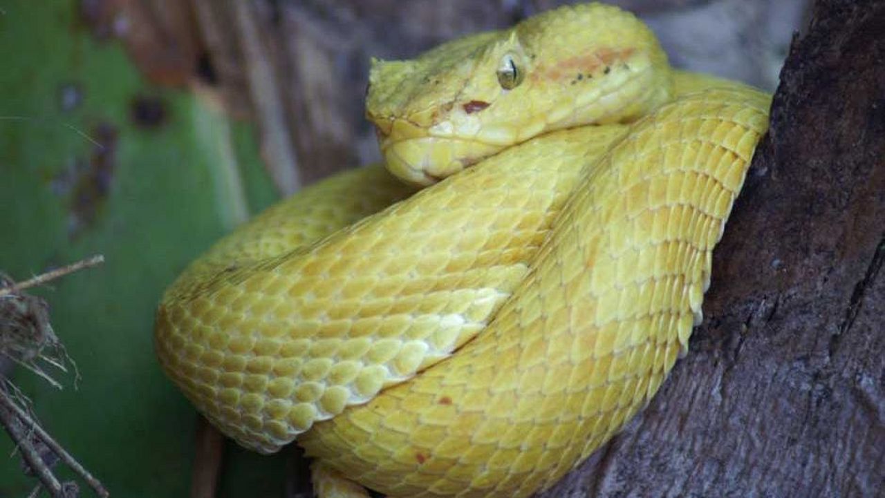 Artenvielfalt: Gelbe Schlange im Regenwald ©Elke Mannigel