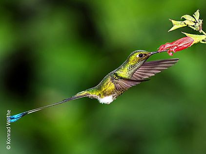 Ein männlicher Kolibri mit grün schillerndem Rücken und langen Schwanzfedern © Konrad Wothe