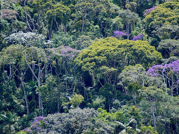 Noch haben wir die Chance die Regenwälder zu erhalten. Neue Zahlen zum Tag der Tropenwälder 2022. ©E. Mannigel