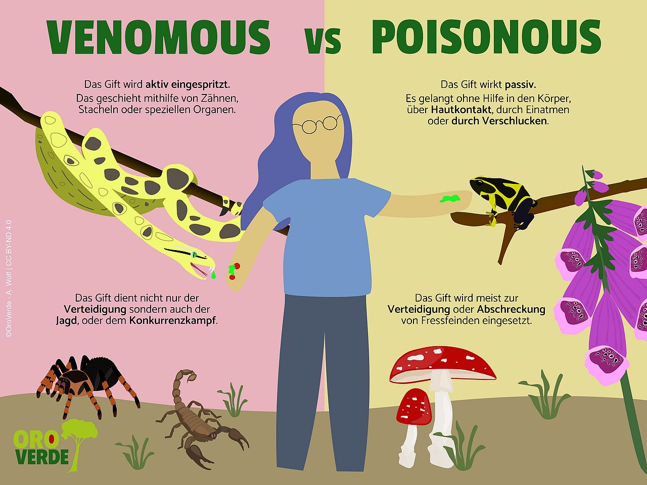Die Grafik erklärt die unterschiedlichen Giftarten „Poison" und „Venom"