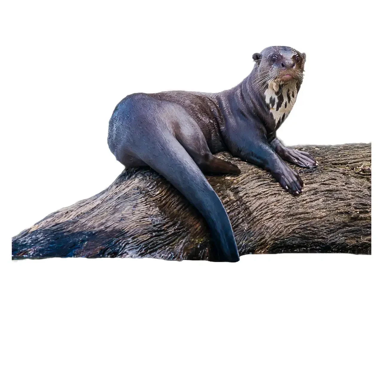 Freigestellter Otter auf einem Baumstamm