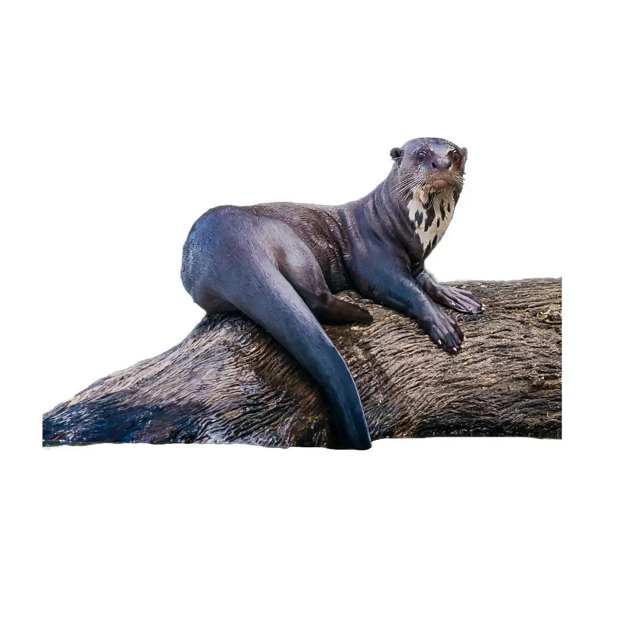 Otter freigestellt © O. Still via iStock Freigestellter Otter auf einem Baumstamm
