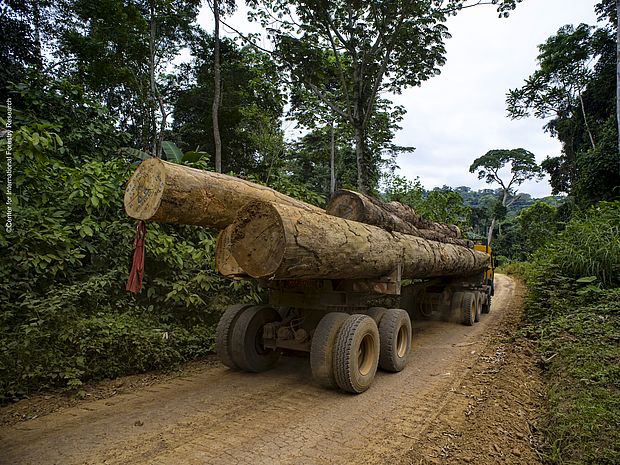 Baumstämme werden nach der Fällung auf einem LKW durch den Regenwald abtransportiert. ©Center for International Forestry Research