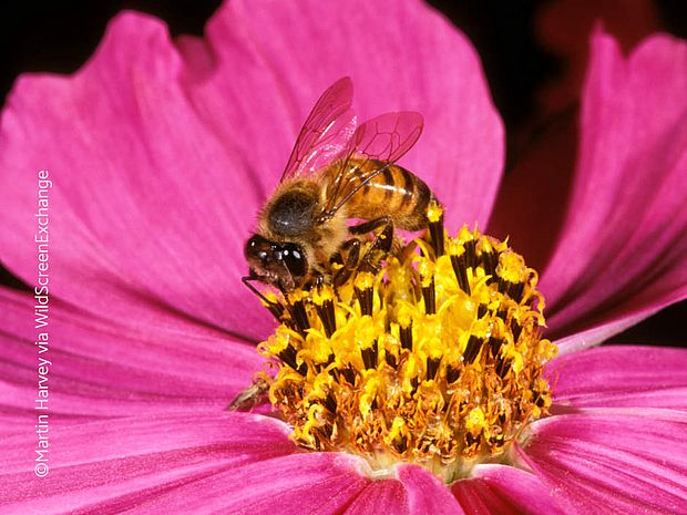 Bestäubung ist ein wichtiger Wirtschaftsfaktor. Biodiversitätsverlust bei Insekten bedroht die Ernte vieler Produkte. ©Martin Harvey/WildScreenExchange