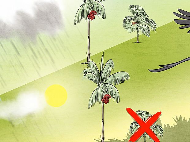 Grafik so beeinflusst Niederschlag die Palmen  - der Tukan und die Jussara-Palme, eine Geschichte über Biodiversität und den Klimawandel