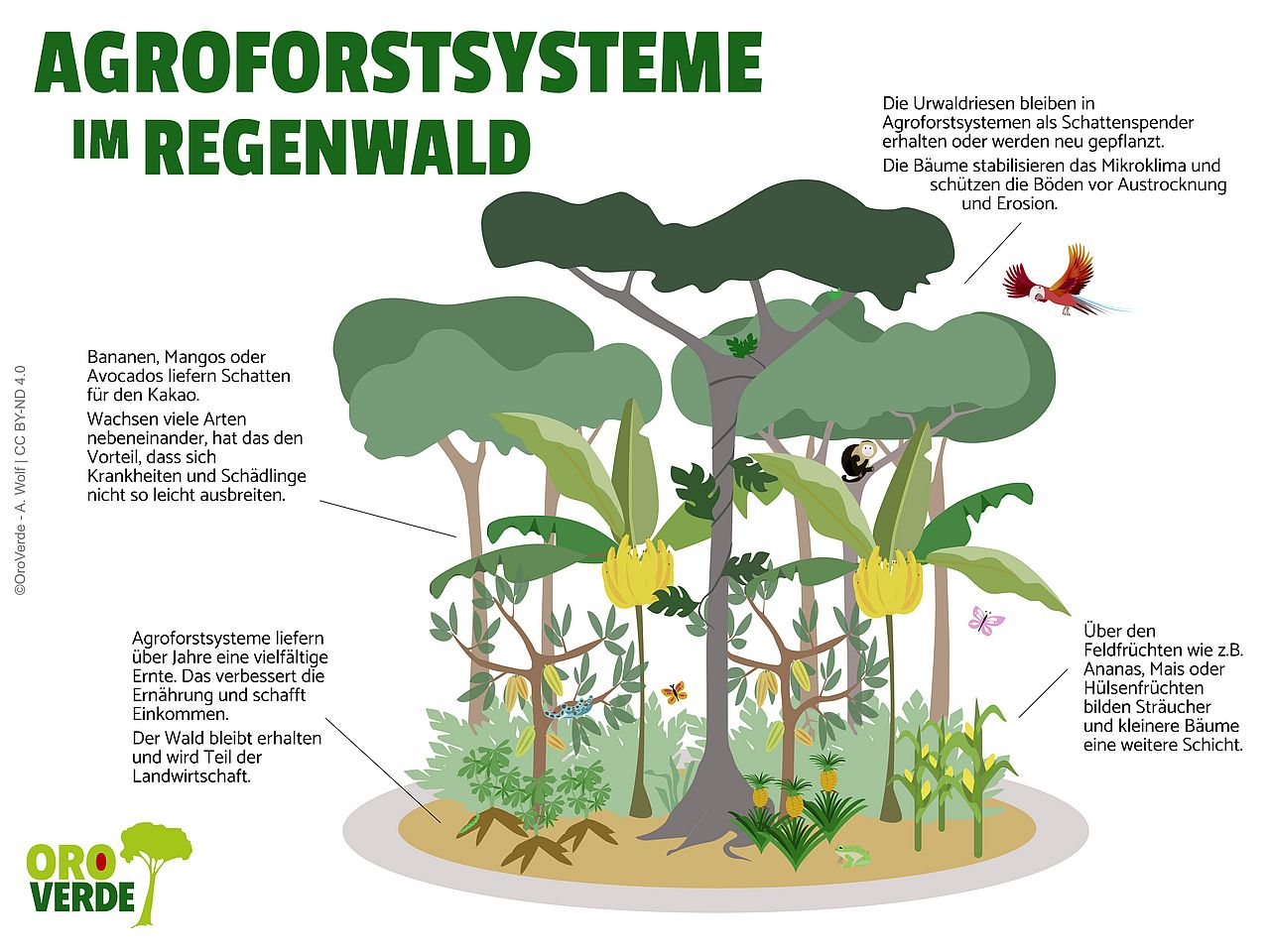 Die Infografik zeigt den Aufbau von Agroforstsystemen.