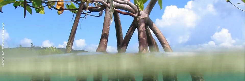 Die Luftwurzeln einer Mangrove ragen aus dem Wasser ©Katie Fuller - Wildscreen Exchange