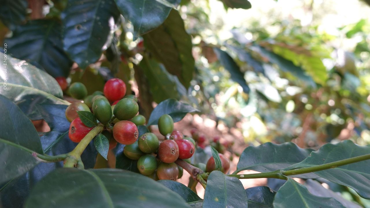 Kaffeekirschen in einem Agroforstsystem